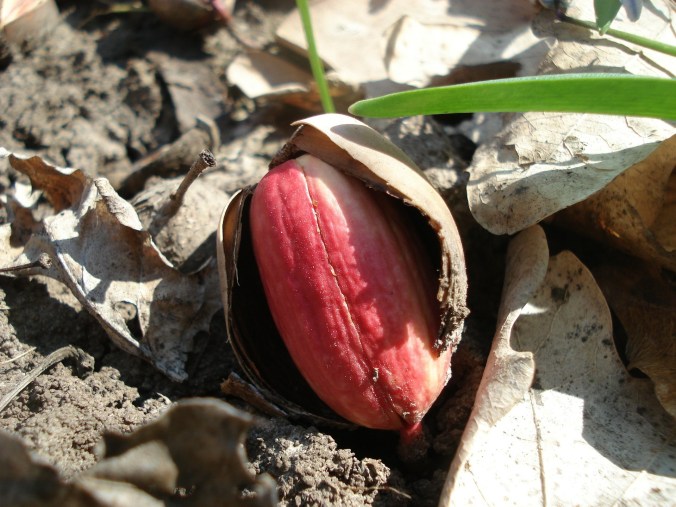 acorn