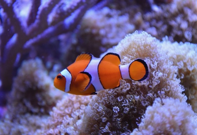 Nemo