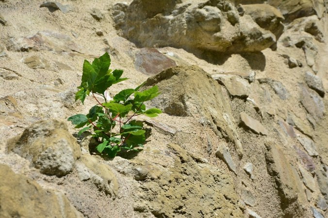 Plant on Rock