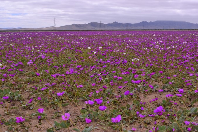 Desert flowers