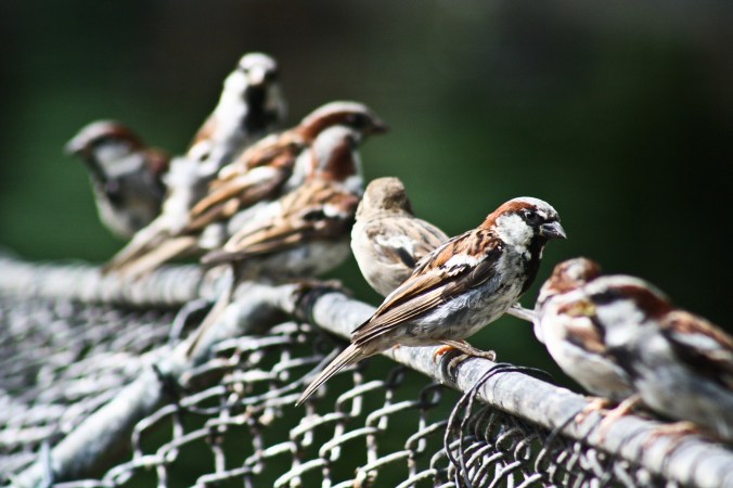 Sparrows