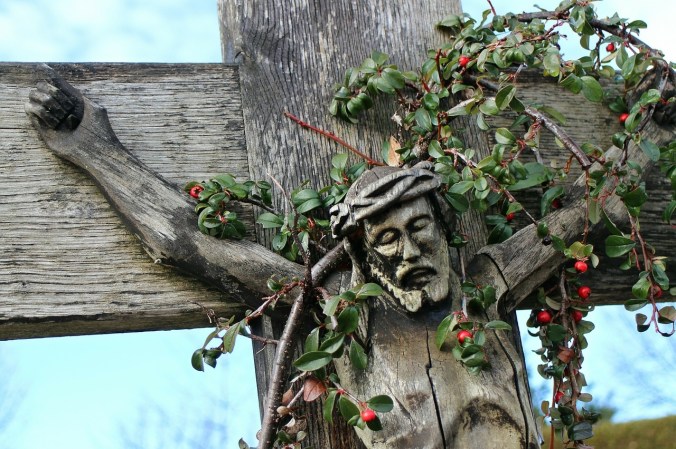 Crucifix Vine