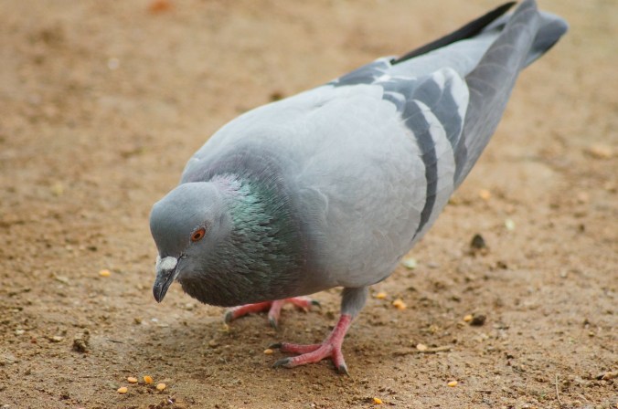 pigeon