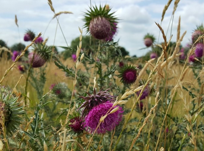 Thistle