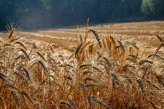 Grain Harvest