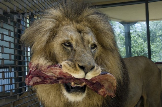 Lion Eats